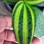 Liliaceae Variegated