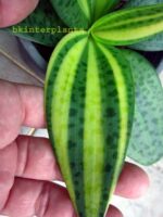 Liliaceae Variegated