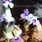 2 Corms " Kaempferia "