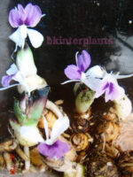 2 Corms " Kaempferia "