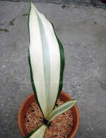 Sansevieria " Beauty Queen " - Image 2