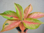 AGLAONEMA " Lion " - Image 2