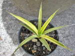 Sansevieria " Gracilis Yellow Vareigated " - Image 2