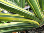 Sansevieria " ROBUSTA FAT Vareigated " - Image 2