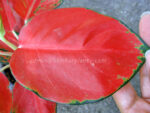 AGLAONEMA " Red Elephant " - Image 2