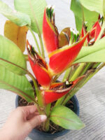 Heliconia " Drafted Red Flower " - Image 5