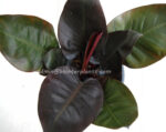 Philodendron Black Cadinal - Image 2