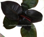 Philodendron Black Cadinal