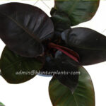 5 Plants Philodendron Black Cadinal