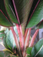 Heliconia " RAINBOW LEAVE VARIEGATED " - Image 6