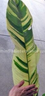 Heliconia " GIANT TORCH VARIEGATED " - Image 2