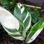 Heliconia " RED FLOWER VARIEGATED "