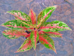 AGLAONEMA " Rich Rich " - Image 3
