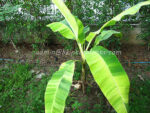 Musa Banana " Acuminata Colla Variegated " - Image 4