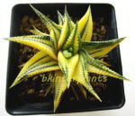 Haworthia limifora Yellow Variegata - Image 3