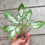 1 Bulb Amorphophallus Compact Super Variegated - Image 2