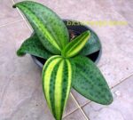 Liliaceae Variegated - Image 3