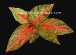 AGLAONEMA " Viduly "