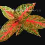 AGLAONEMA " Viduly "