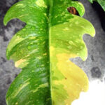 Philodendron Ring of Fire Size L