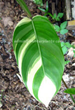 Heliconia " RED FLOWER VARIEGATED " - Image 4