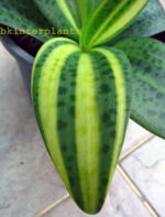 Liliaceae Variegated - Image 2