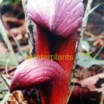 2 Corm " Amorphophallus Arietina "