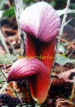 2 Corm " Amorphophallus Arietina "