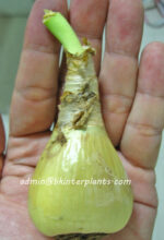 Amaryllidaceae " Star Lily " - Image 4