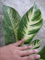 Heliconia " Indica Lamarck Variegate " - Image 3