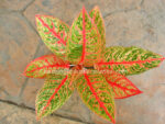 AGLAONEMA " Siam Violet " - Image 2