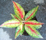 AGLAONEMA " Richer Gold "