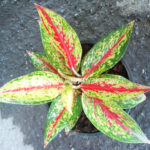 AGLAONEMA " Richer Gold "
