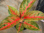 AGLAONEMA " Viduly " - Image 3