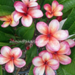 Plumeria "Kinnary"