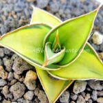 Sansevieria " Lavranos Vol. 23251 Yellow Vareigated "