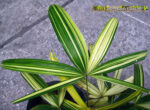 Palm " Lady Palm Variegated "