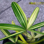 Palm " Lady Palm Variegated "