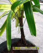 Palm " Lady Palm Variegated " - Image 3
