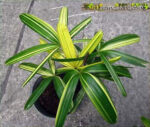 Palm " Lady Palm Variegated " - Image 2