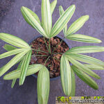 Palm "Lady palm Compact Variegated"