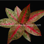 AGLAONEMA " Lagasi "