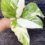 Monstera Lechleriana Variegated