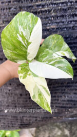 Monstera Lechleriana Variegated