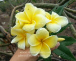 Plumeria " Lucky Gold " - Image 2