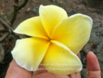 Plumeria " Lucky Gold "