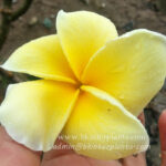 Plumeria " Lucky Gold "