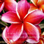 Plumeria " Lurline "