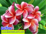 Plumeria " Lurline " - Image 2