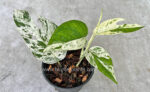 Epipremnum Pinnatum Marble Variegated size S - Image 2
